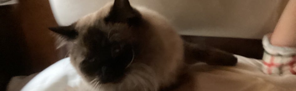 Mochi's Lounge + Video Game Discord Server Banner