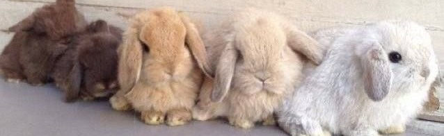 BUNNY Discord Server Banner