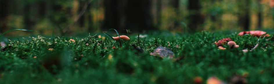 Forbidden Obsessions Discord Server Banner