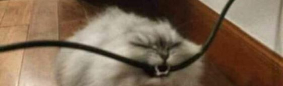 Cats Den Discord Server Banner