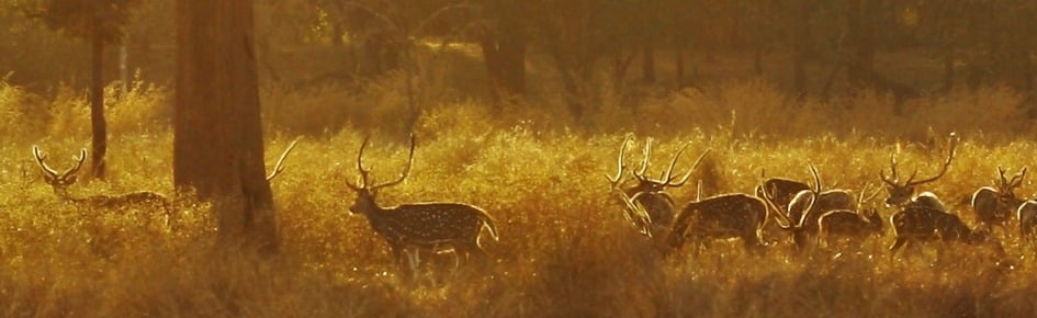 lizker Discord Server Banner