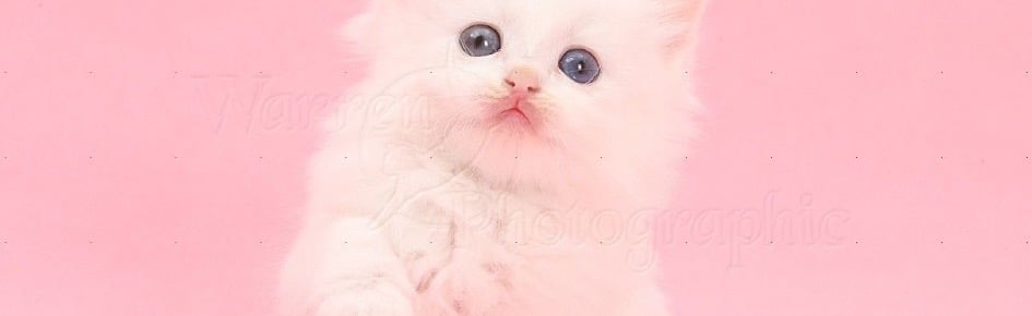 𝓢𝓮𝓵𝓲𝓷𝓪 🎀 Discord Server Banner