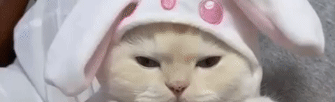 🎄 yui hangout Discord Server Banner