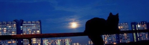 What's up Discord Server Banner