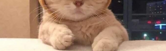 livon and panta mercenaries Discord Server Banner