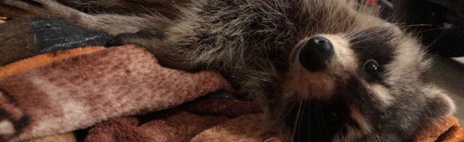 Rodent hangout Discord Server Banner