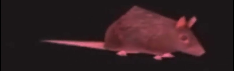 Cirque du Sewer Discord Server Banner