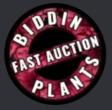 Fast Auction BIDDIN PLANTS Discord Server Banner