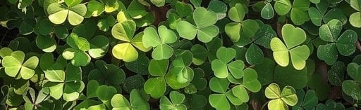 The Clover Patch ☘️ Discord Server Banner