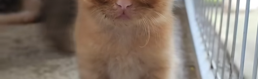 ╰╮   ╰↠  ᵐᵉᵒʷᵗᵒᵖⁱᵃ  ᓚᘏᗢ Discord Server Banner