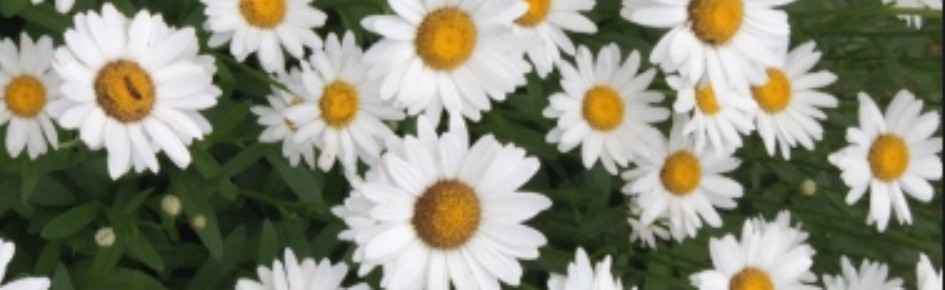 Flower, Lover Discord Server Banner