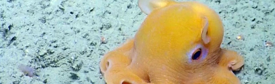 Silly Goober Country Discord Server Banner