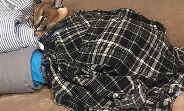 ឵឵NexuzLegion Discord Server Banner