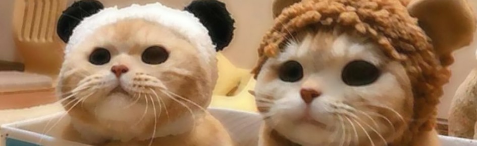 my cat club ᨐ ∫ Discord Server Banner