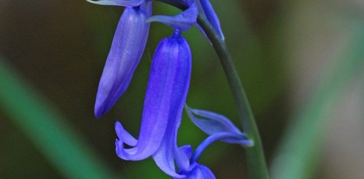 Bluebell ™ Discord Server Banner