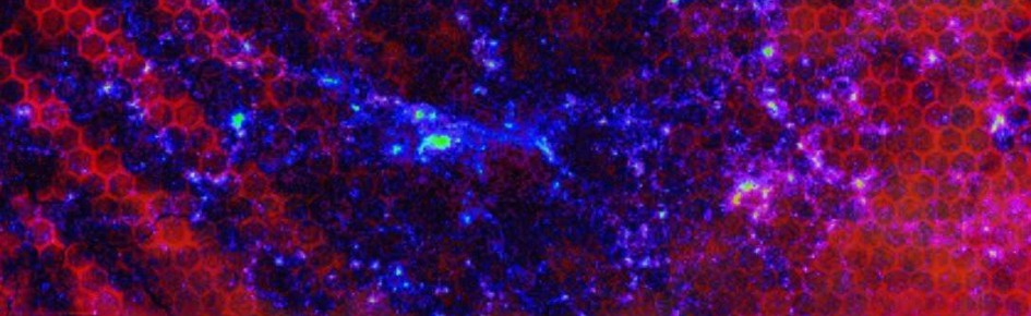 Melted_Fox's Server! Discord Server Banner