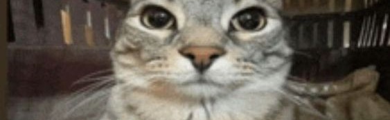 nsfw land Discord Server Banner