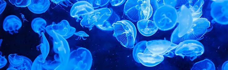 🦈 ⸺ . Aquatic land ⸺ . 🪼 Discord Server Banner