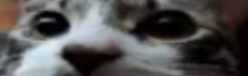 The Carot Cats Discord Server Banner