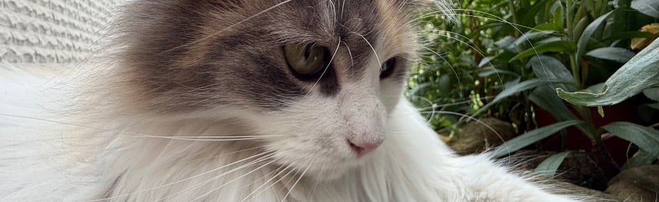 German Gaming Discord Server Banner