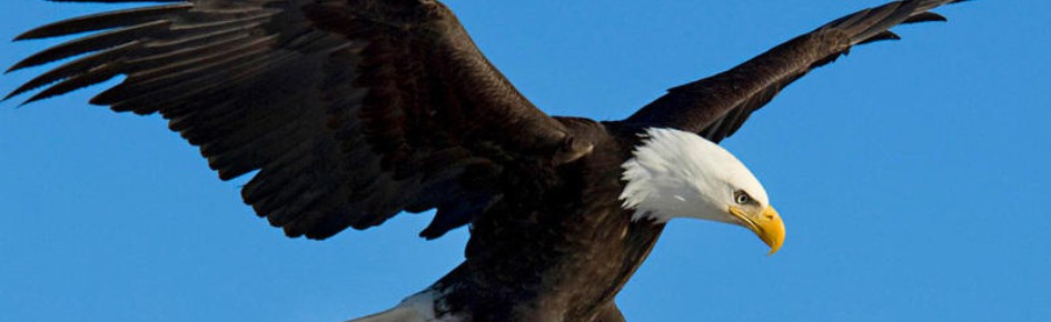 MamoServ Discord Server Banner