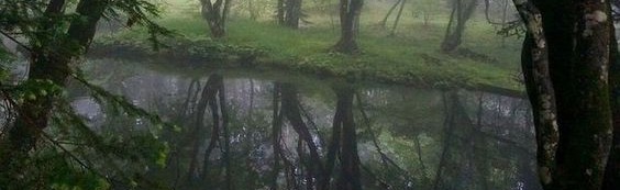 Everblooming Academy Discord Server Banner