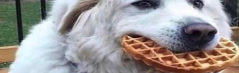 Blu3b3rry's Wafflehouse Discord Server Banner