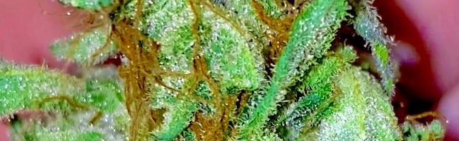 Hemp Community Discord Server Banner