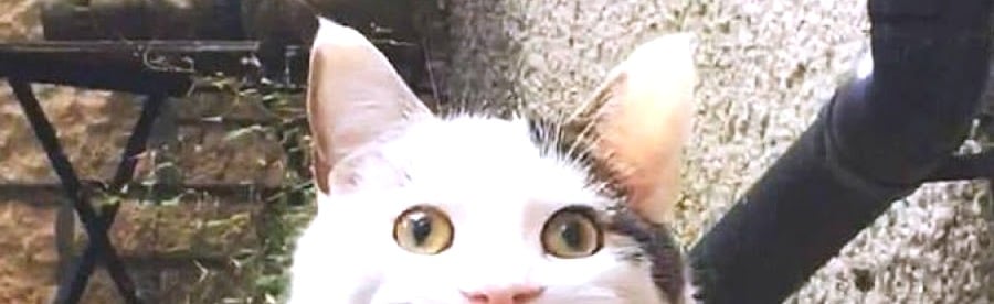 Bugulaz van vlub Discord Server Banner