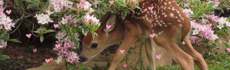 𐔌 . . fairy soirée﹒୨୧ Discord Server Banner