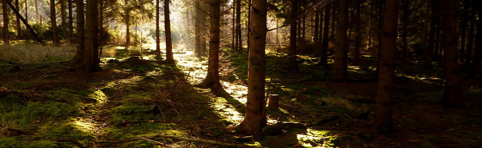 ??????????? ????? Discord Server Banner