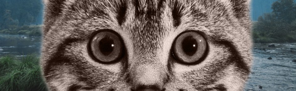 Cat Emojis Discord Server Banner