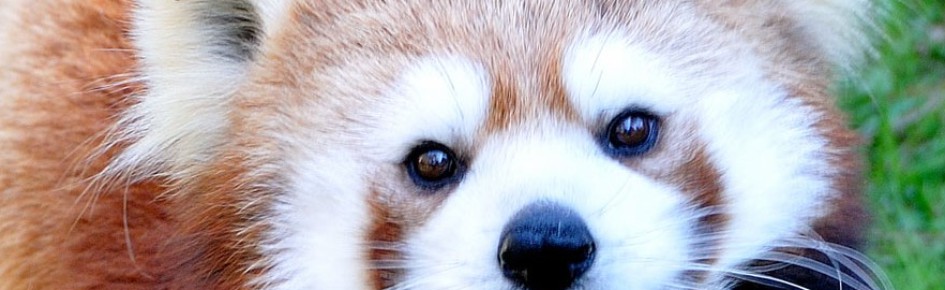 Red Cult Discord Server Banner