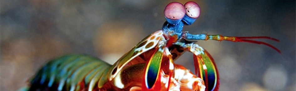 Lavished House... Wipe your feet Discord Server Banner