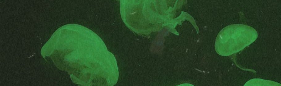 ✨🌿Crazy House 18+🌿✨ Discord Server Banner