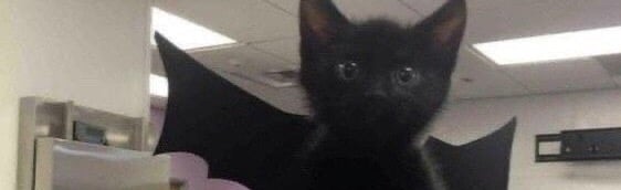 Vespertili Discord Server Banner