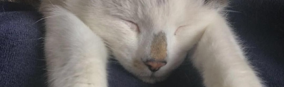 KitKat-Bot Discord Server Banner