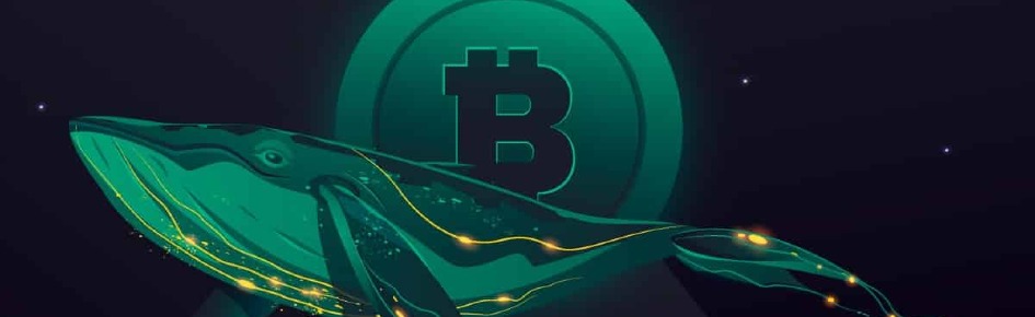 CryptoSignals - Trading Discord Server Banner