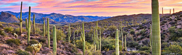 The Community AZ Discord Server Banner