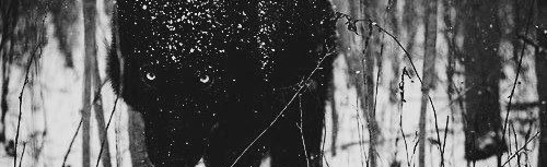 Wolfs Discord Server Banner