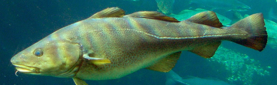 Cods MC Hub Discord Server Banner