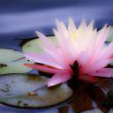 The Listful Lotus Discord Server Banner