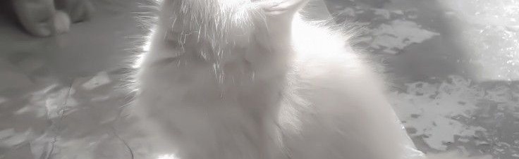 KAIS SERVER Discord Server Banner