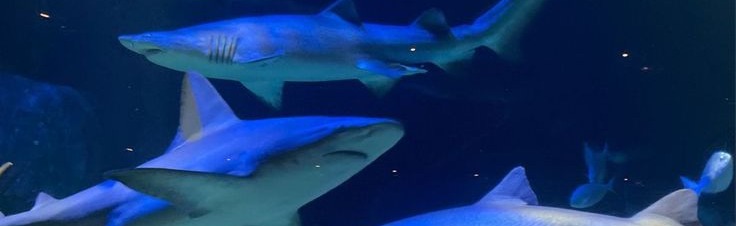 the shark's den Discord Server Banner