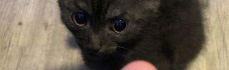 kasaly Discord Server Banner