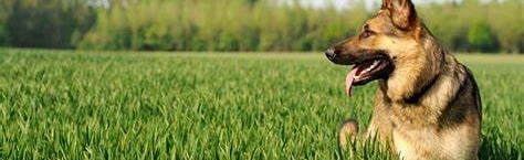 Dogs Heaven Discord Server Banner