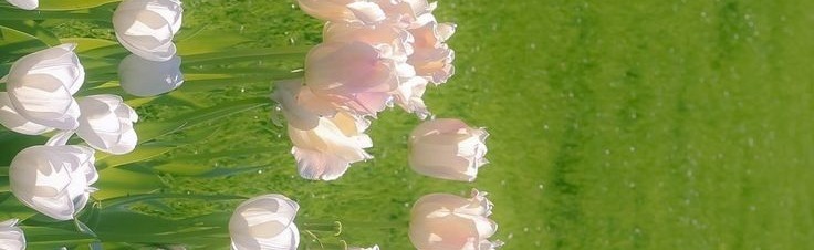 ????? ? Discord Server Banner