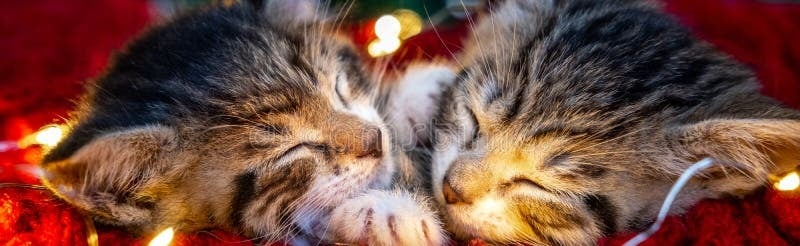 Meowtopia Discord Server Banner