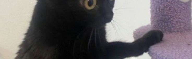 Random Stuffs Discord Server Banner