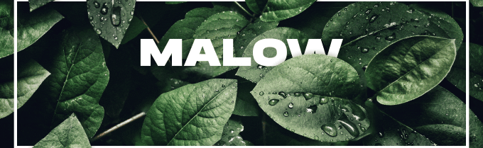 🎵 ~ MaLow_Beat  ~ 🎶 Discord Server Banner